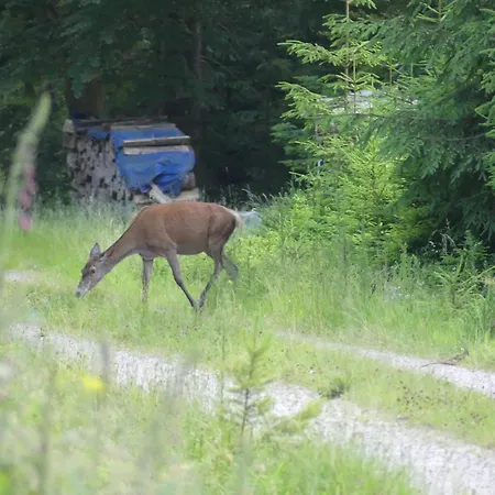 Szálloda Schwarzwaldhotel Klumpp Schonmunzach